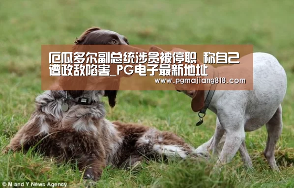 厄瓜多尔副总统涉贪被停职 称自己遭政敌陷害_PG电子最新地址(图1) PG Soft官网